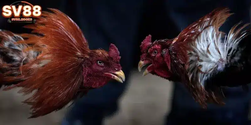 Đá Gà Trực Tiếp Thomo